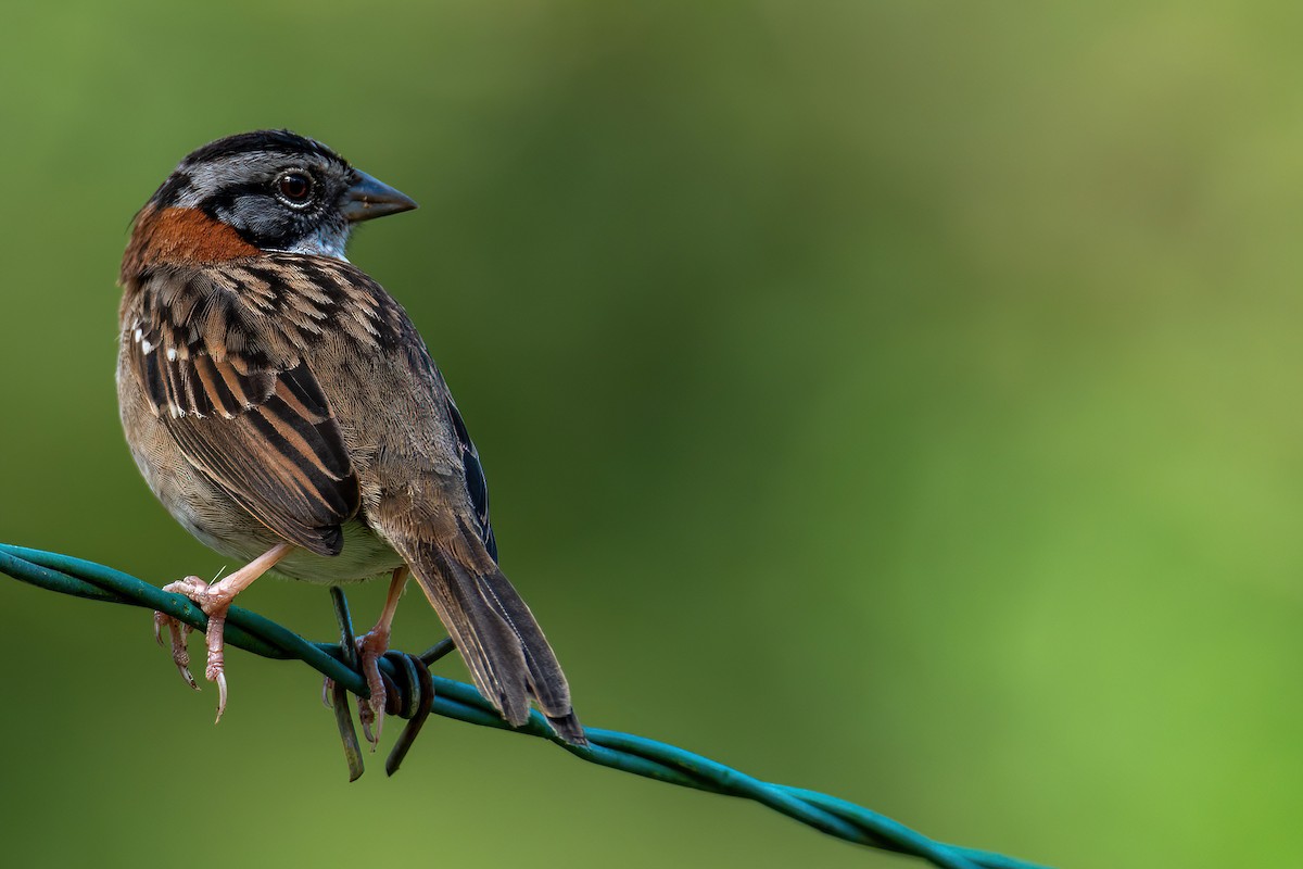 Rufous-collared Sparrow - ML504929281