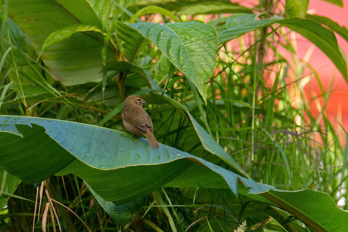 Yellow-faced Grassquit - ML504929301
