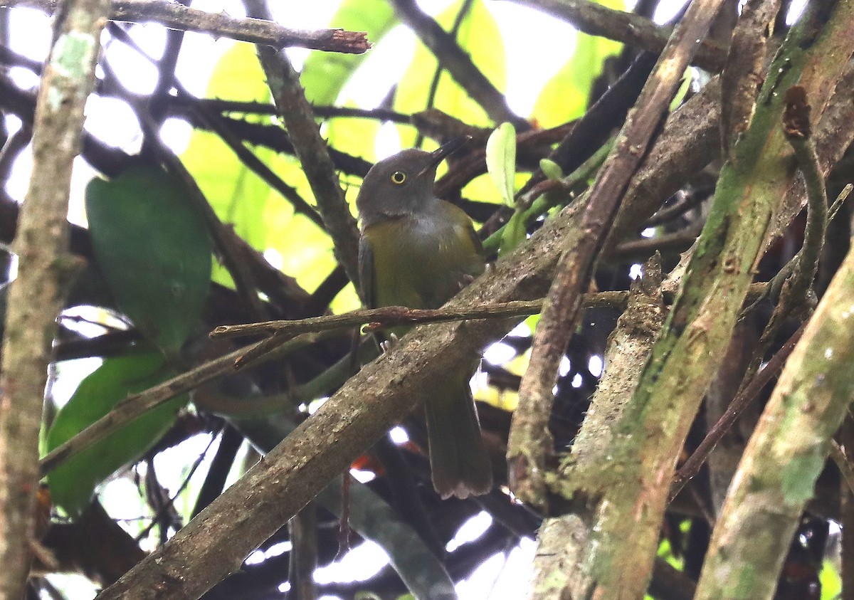 Yellow Longbill - ML504931211