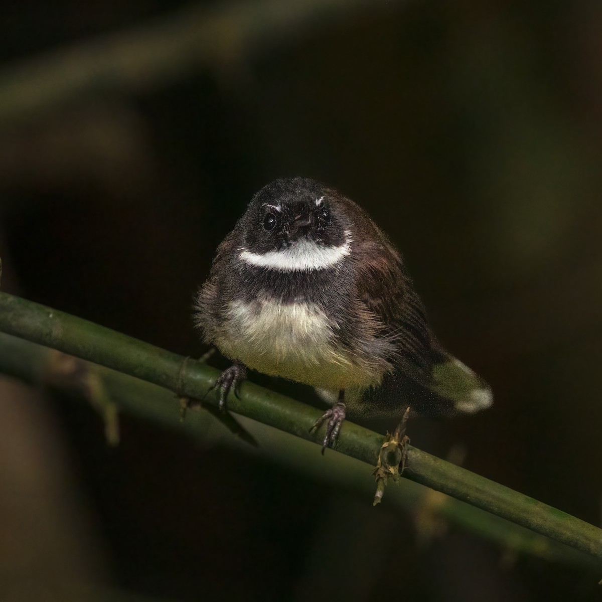 Malaysian Pied-Fantail - ML504932251