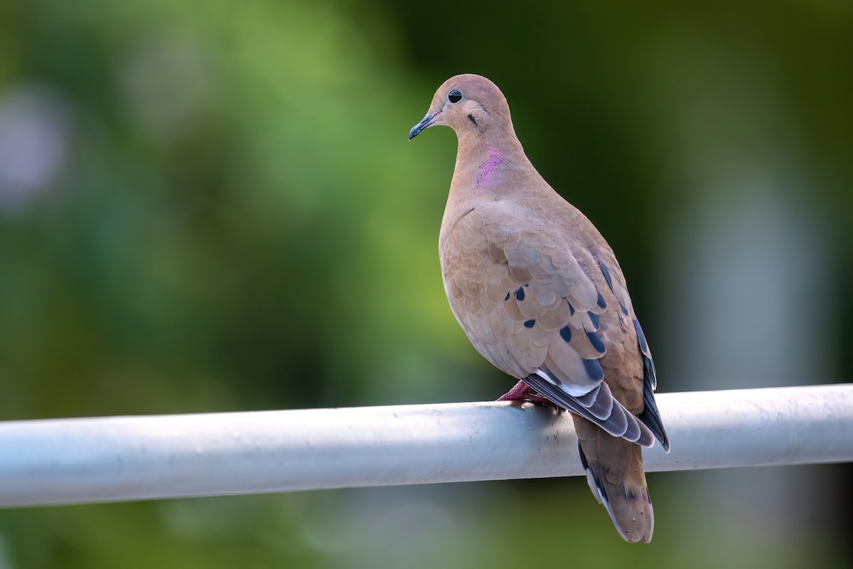 Zenaida Dove - ML504933051