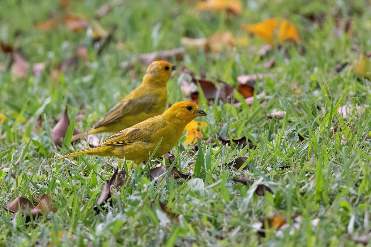 Saffron Finch - ML504933151