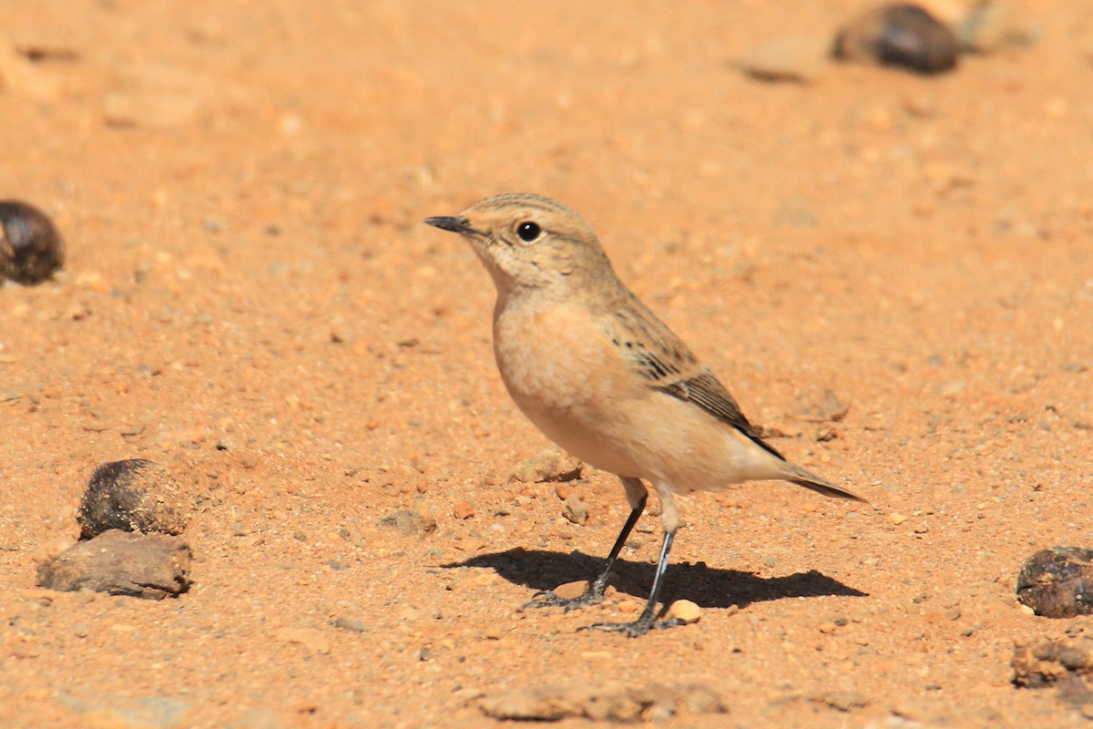 European/Siberian Stonechat - ML504933491