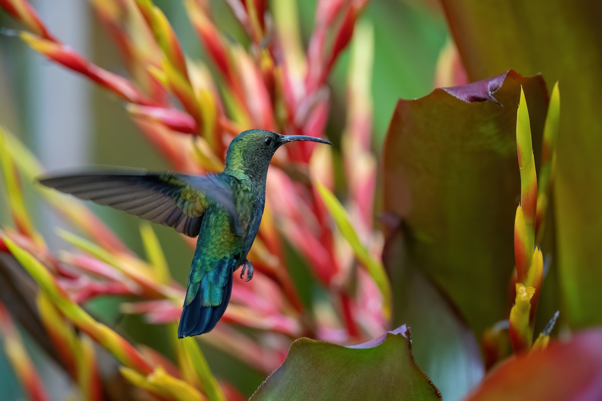 Green-throated Carib - ML504933831