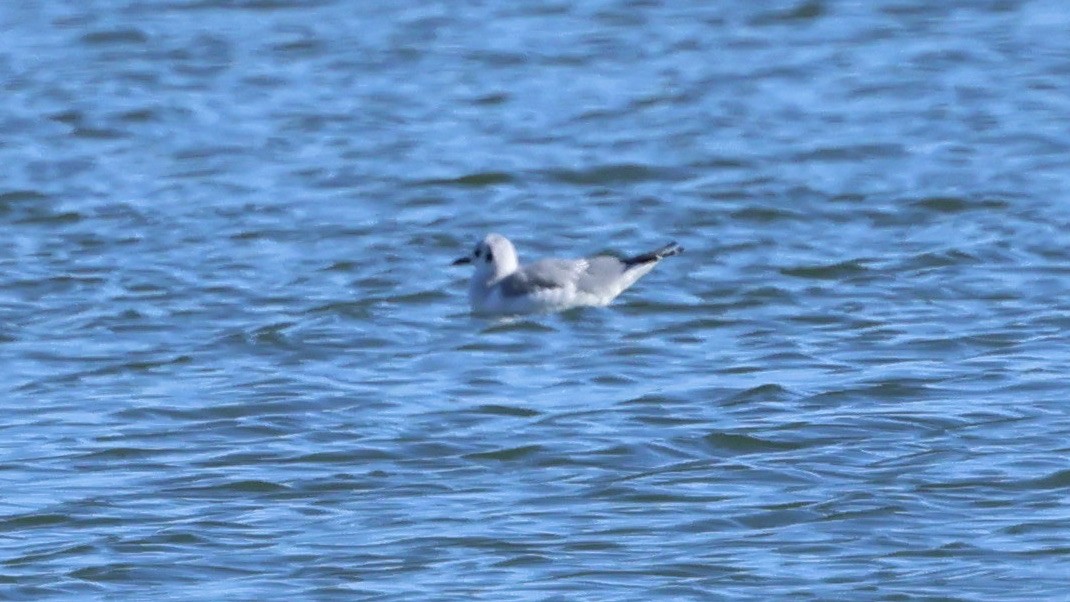 Bonaparte's Gull - ML504935301