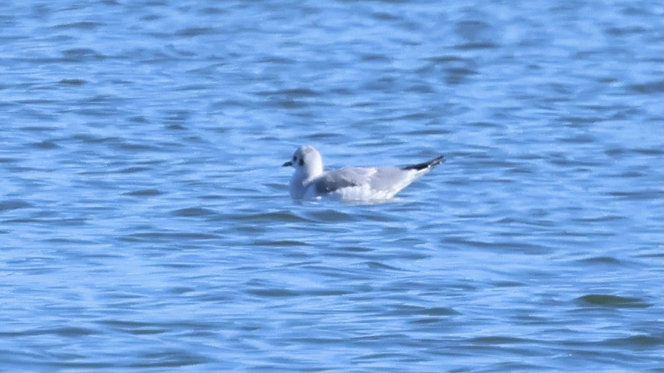 Bonaparte's Gull - ML504935441