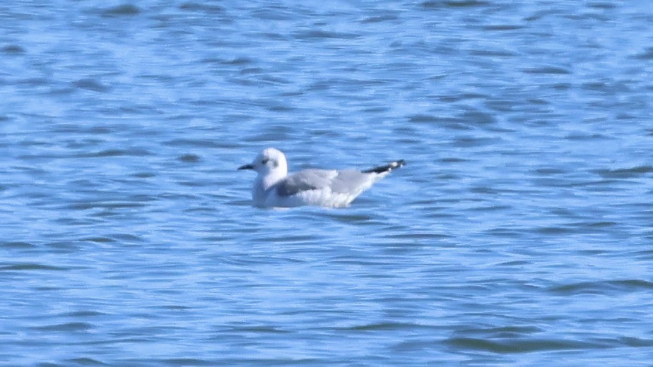 Bonaparte's Gull - ML504935531