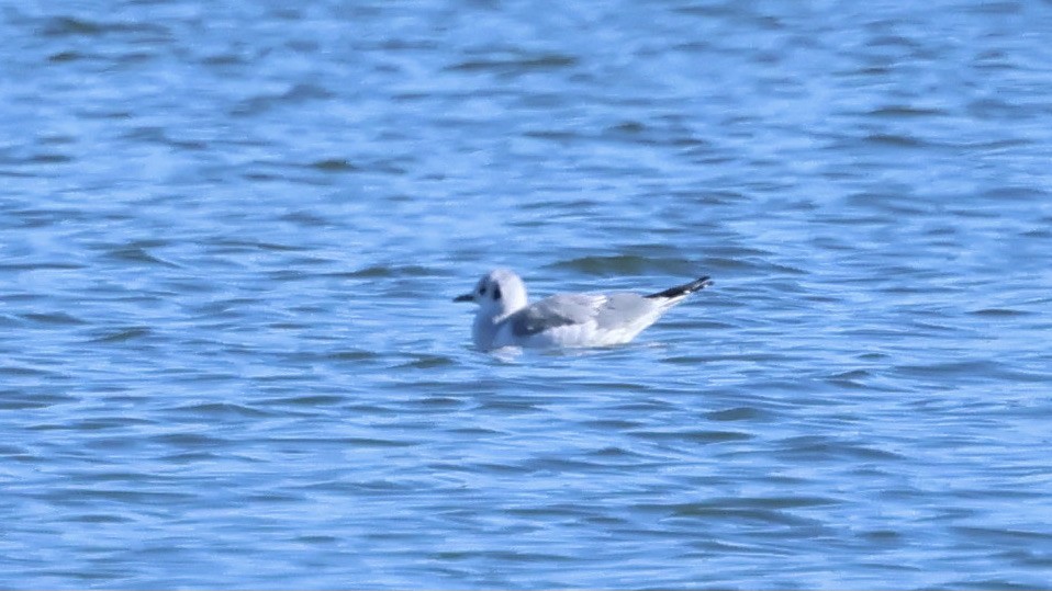 Gaviota de Bonaparte - ML504935561