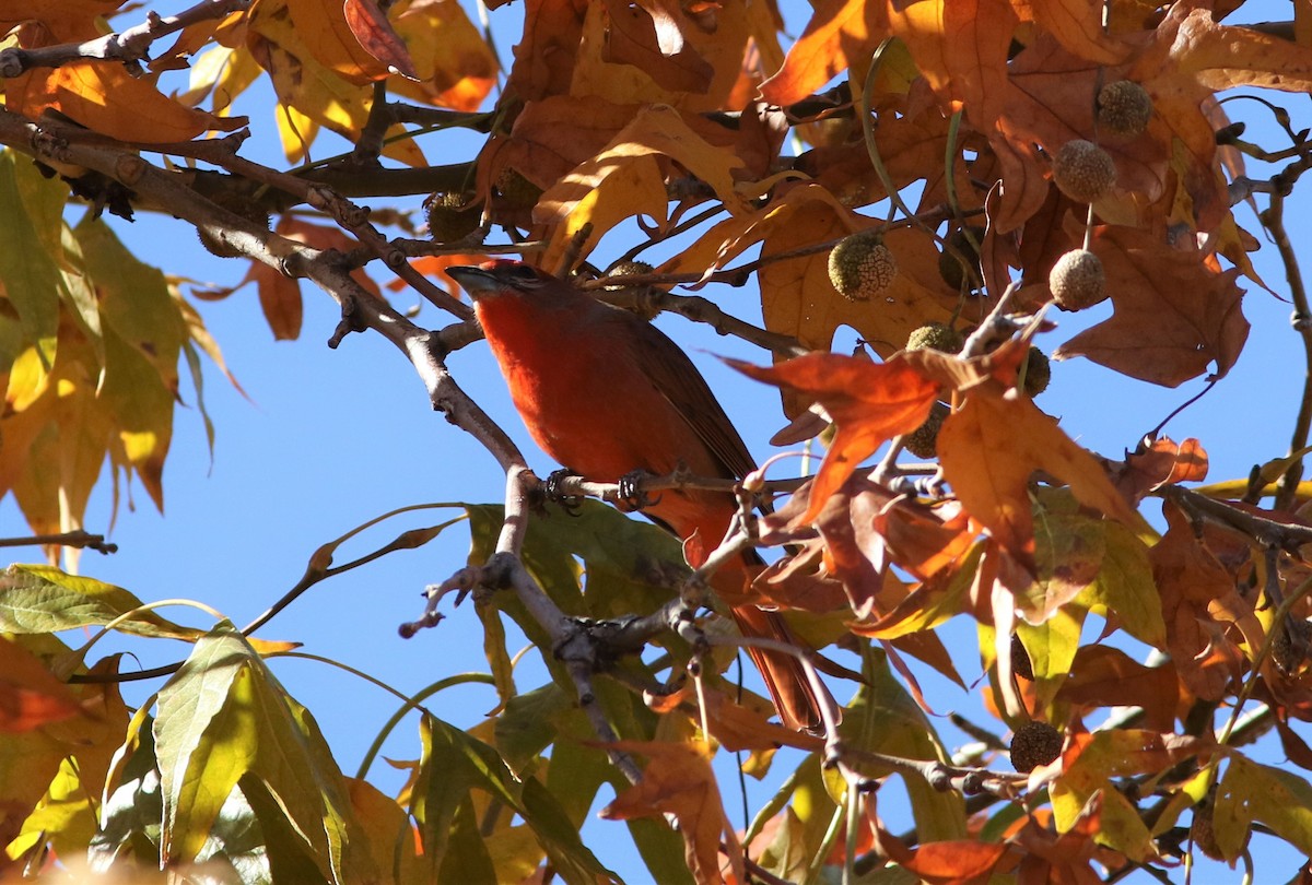 Hepatic Tanager - ML504935641