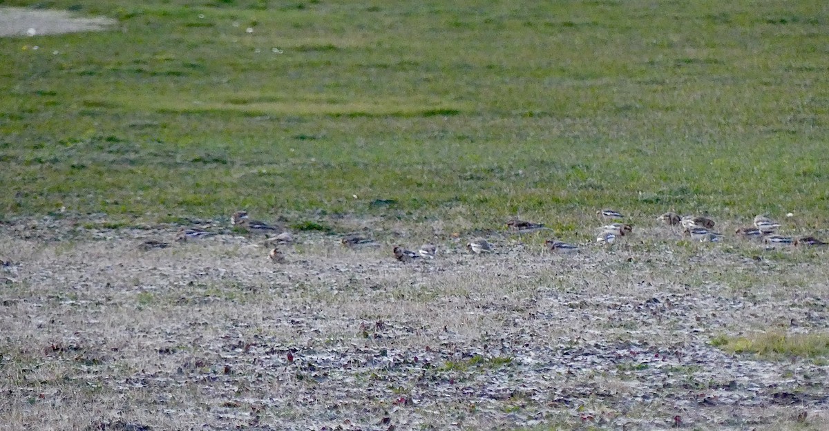 Snow Bunting - ML504936591