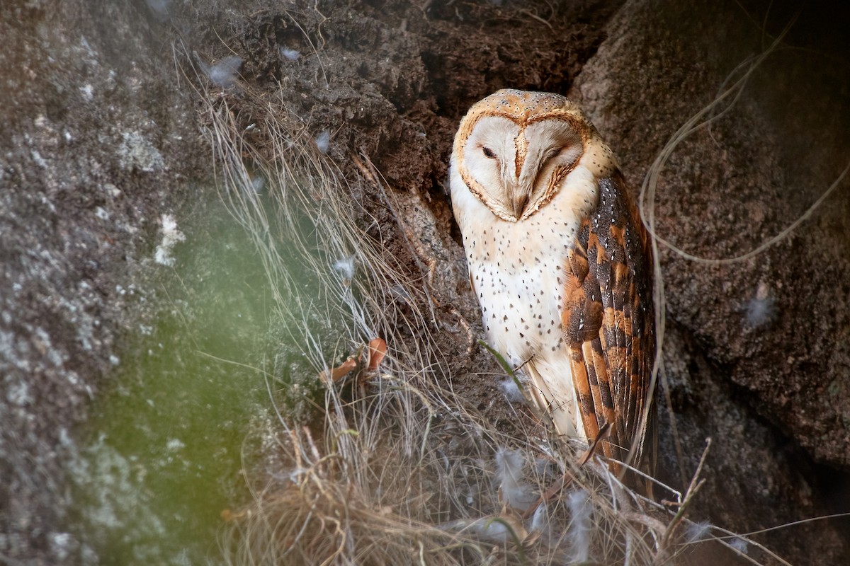 Western Barn Owl (African) - Tomáš Grim