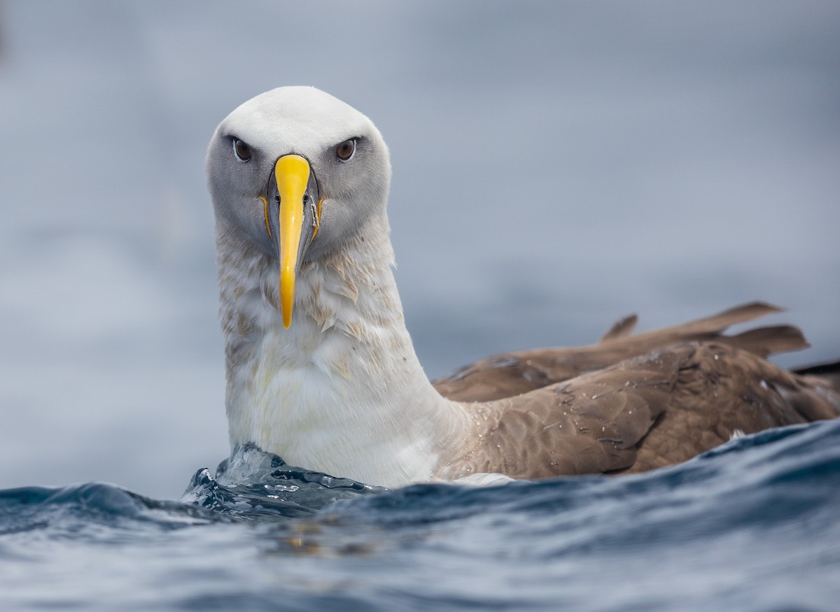 Albatros de Buller - ML504937801