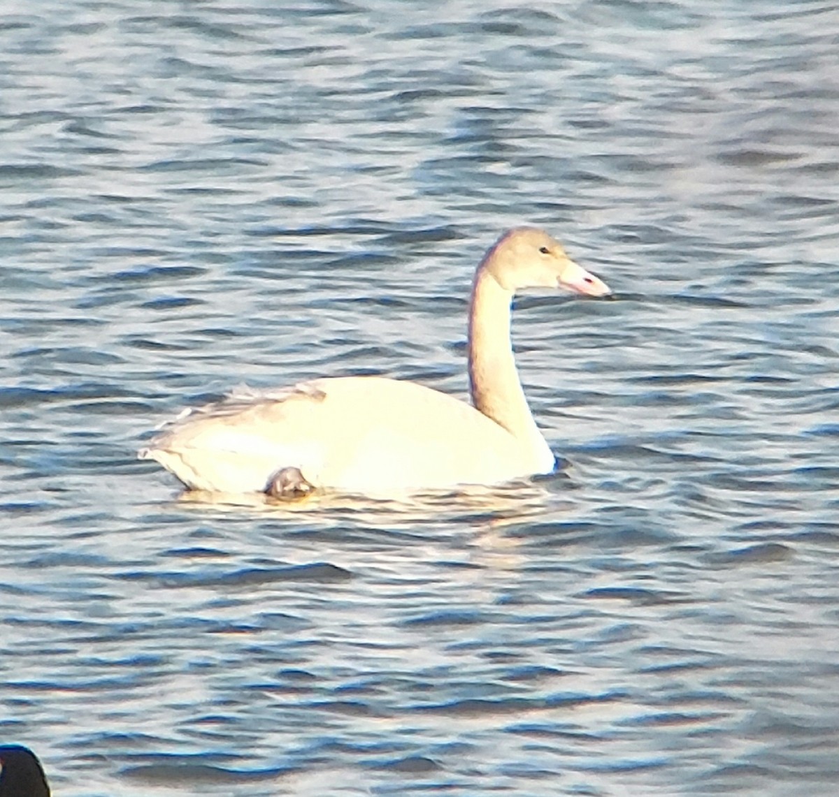 Tundra Swan - ML504938411