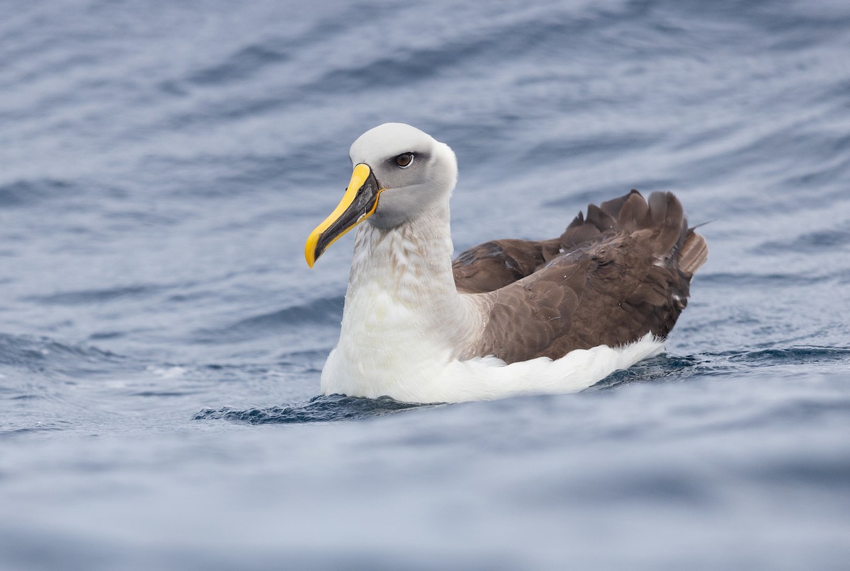 Albatros de Buller - ML504939361