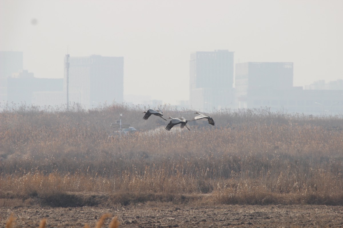 White-naped Crane - ML504939511