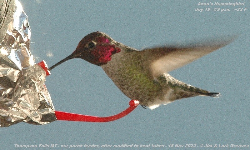 Anna's Hummingbird - ML504939751