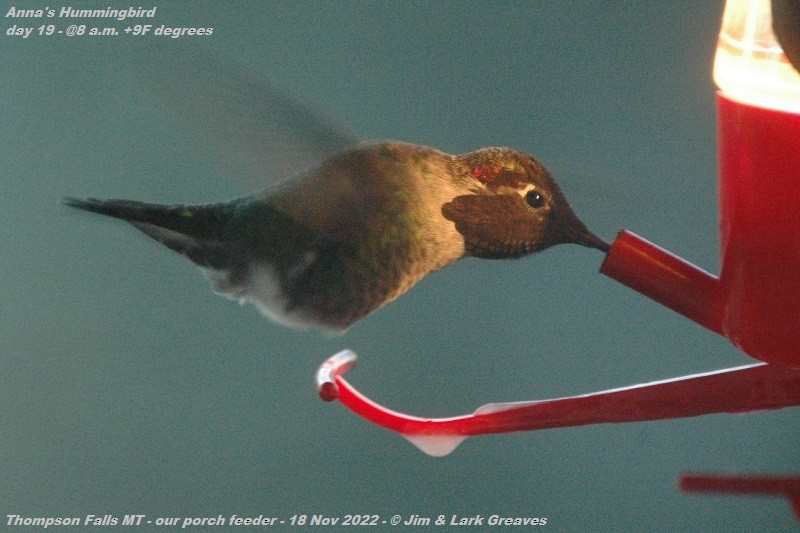 Anna's Hummingbird - ML504939761