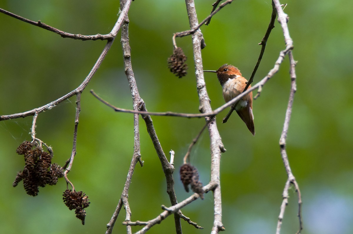 Rufous Hummingbird - Vic Hubbard