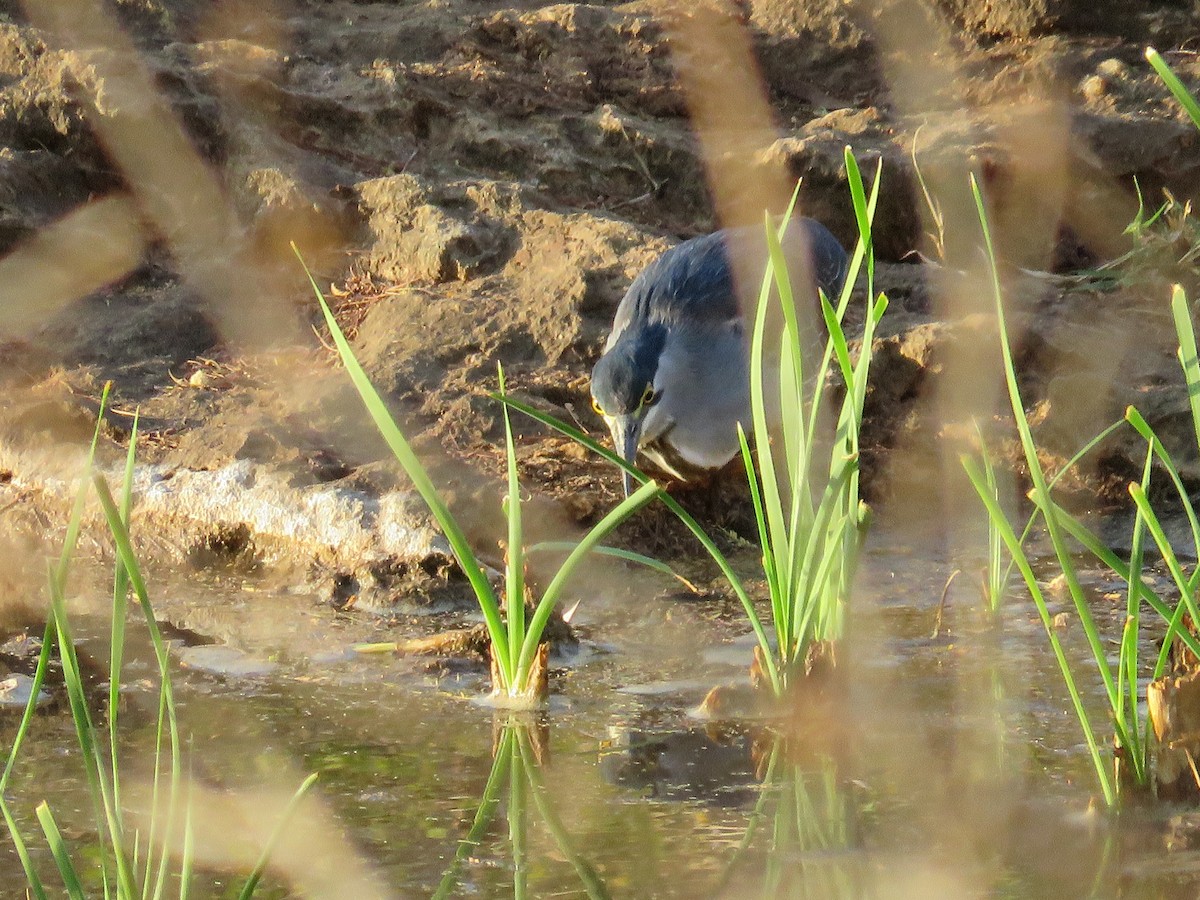 Striated Heron - ML504939861