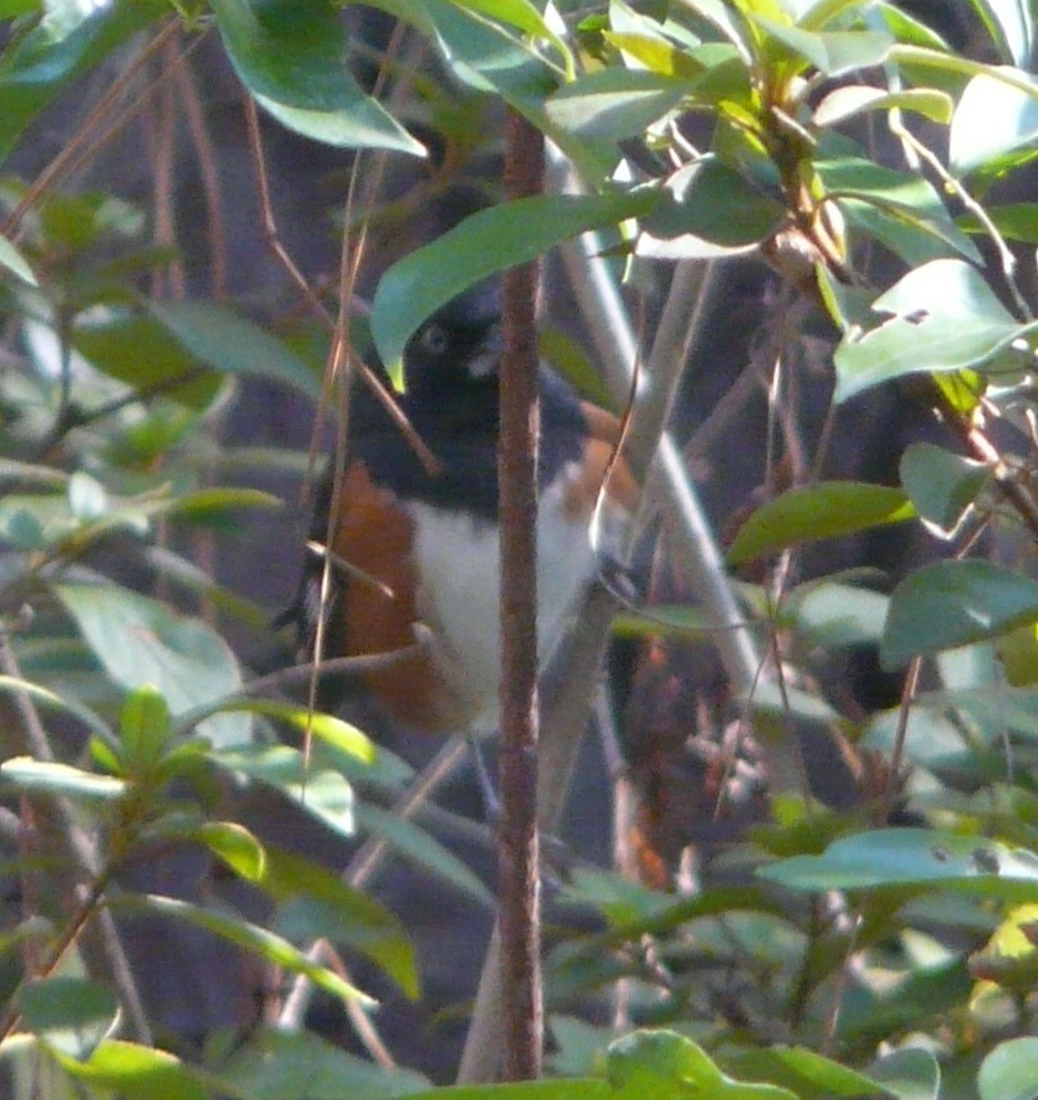 Eastern Towhee (White-eyed) - ML504940081