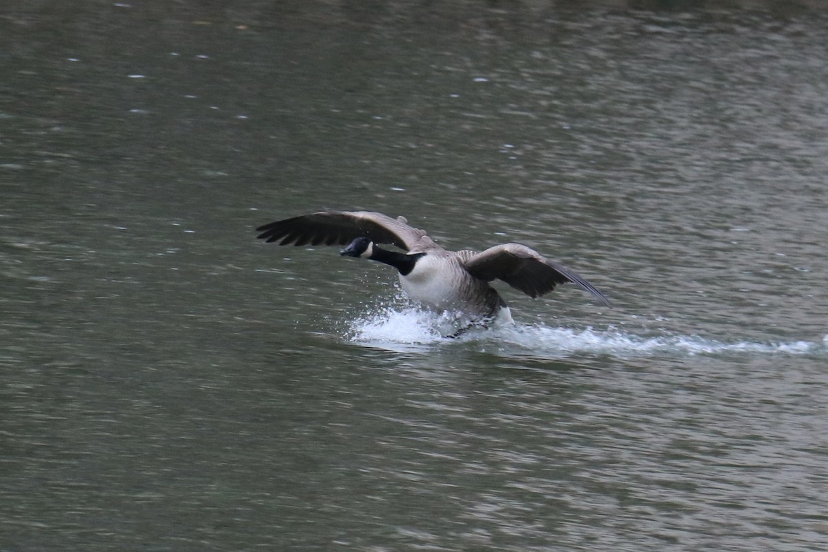 Canada Goose - ML504940121