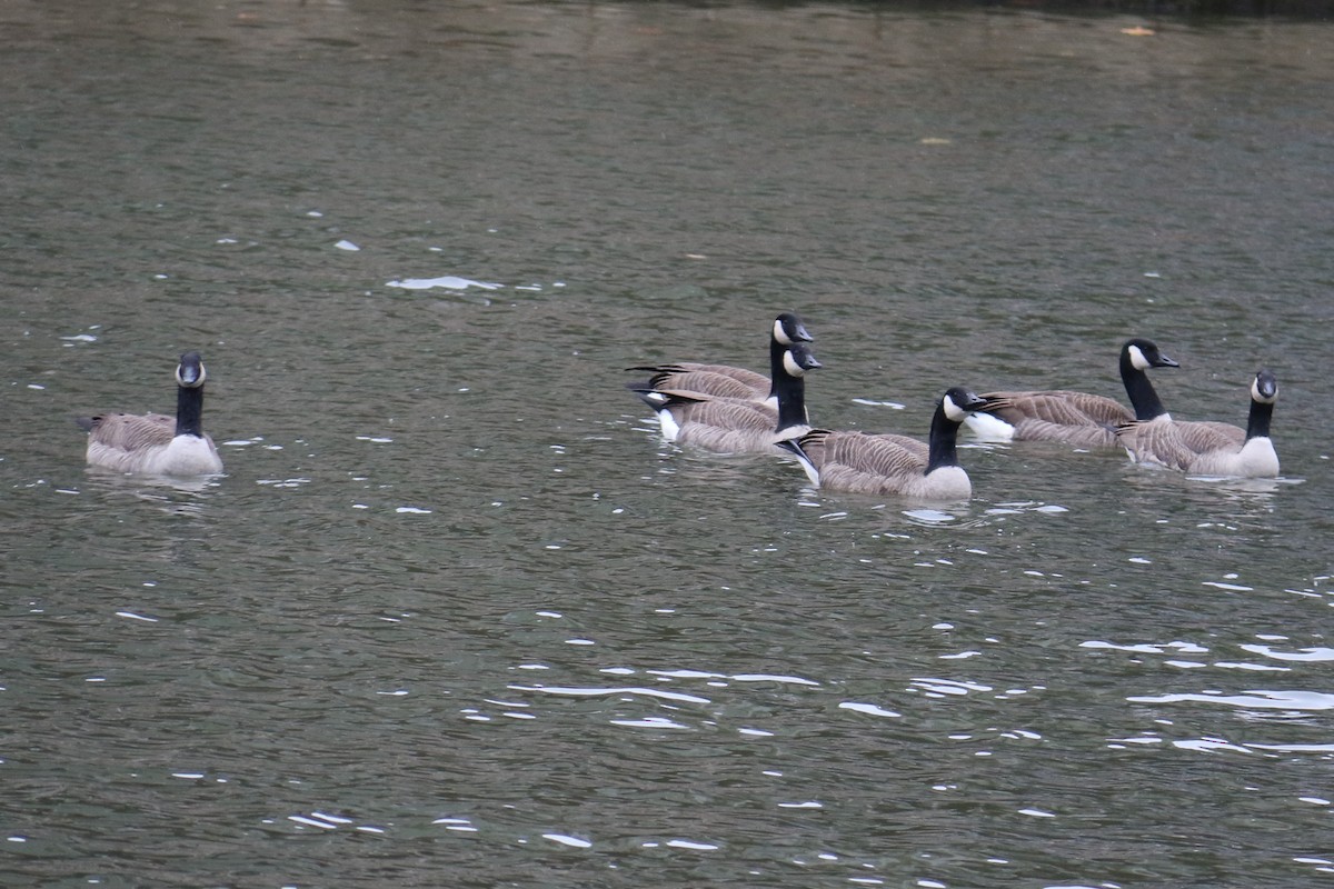 Canada Goose - ML504940131