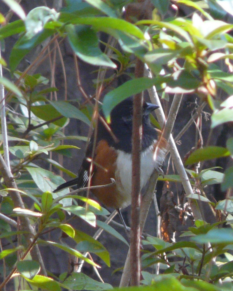 Eastern Towhee (White-eyed) - ML504940161