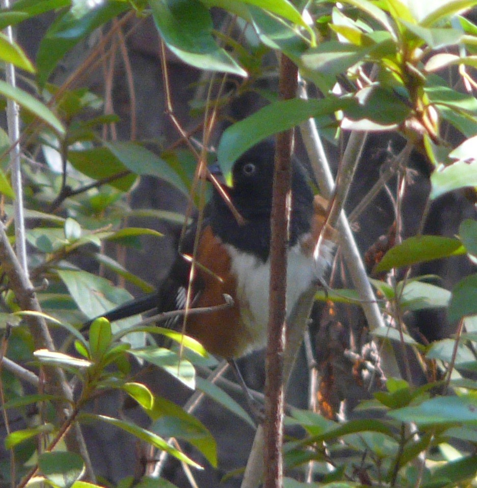 Eastern Towhee (White-eyed) - ML504940171