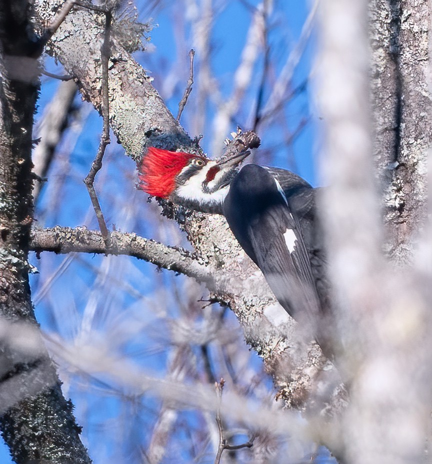 Pileated Woodpecker - ML504940761