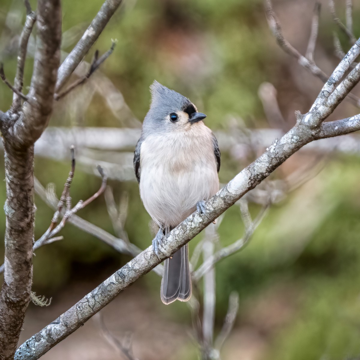 Tufted Titmouse - Bill Tynan