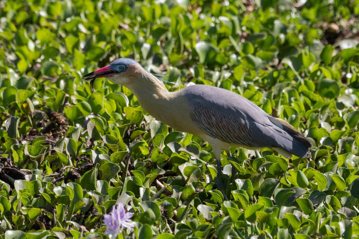 Whistling Heron - Gordon Starkebaum