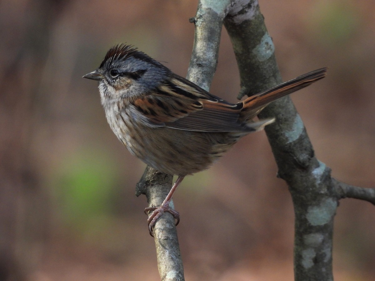 Swamp Sparrow - ML504941151