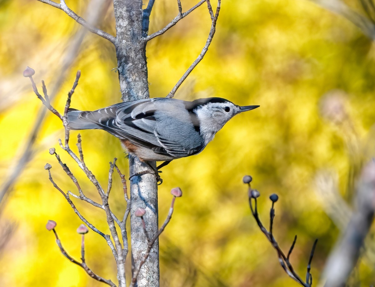 White-breasted Nuthatch - Bill Tynan