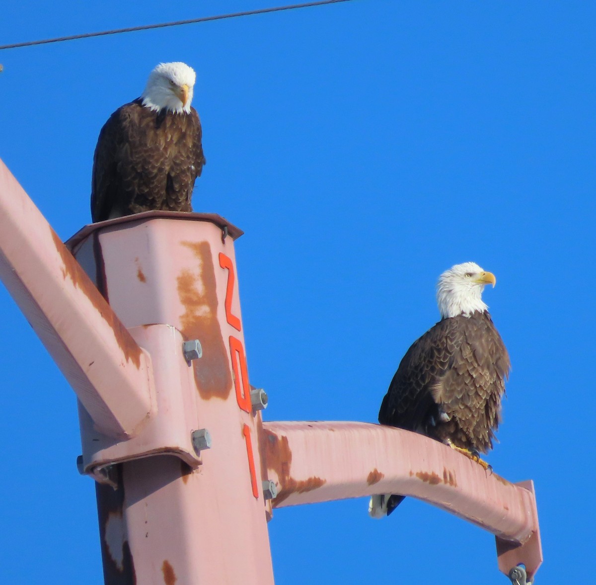 Bald Eagle - David Smith