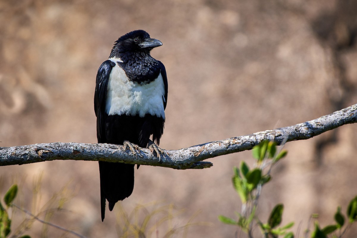 Pied Crow - ML504942721