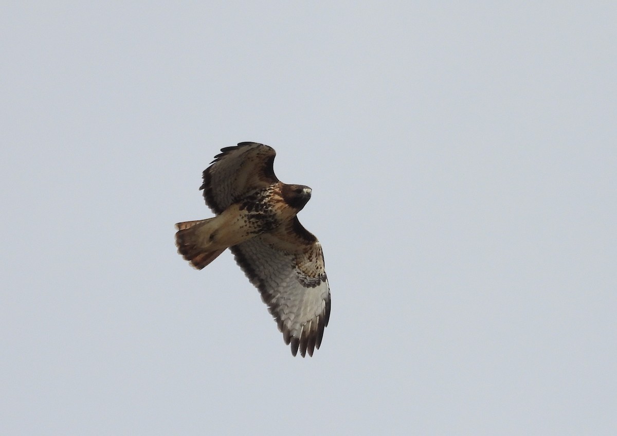 Red-tailed Hawk (abieticola) - ML504943231