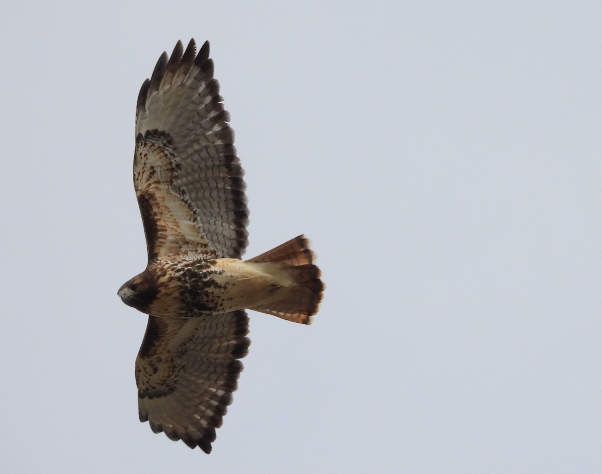 Red-tailed Hawk (abieticola) - ML504943441