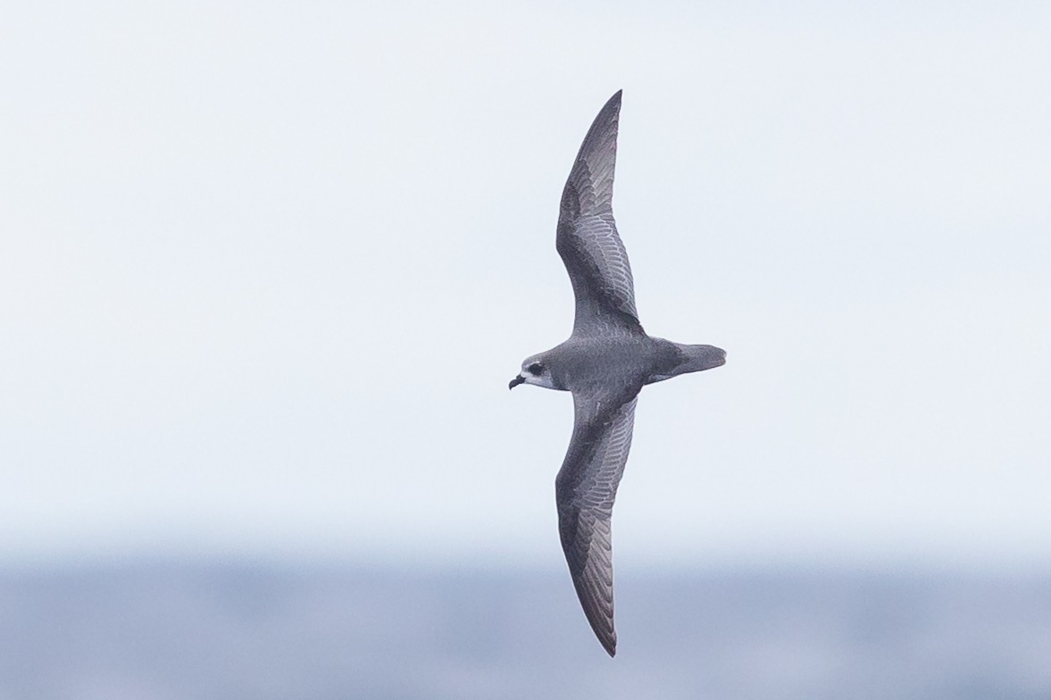 Mottled Petrel - ML504943891