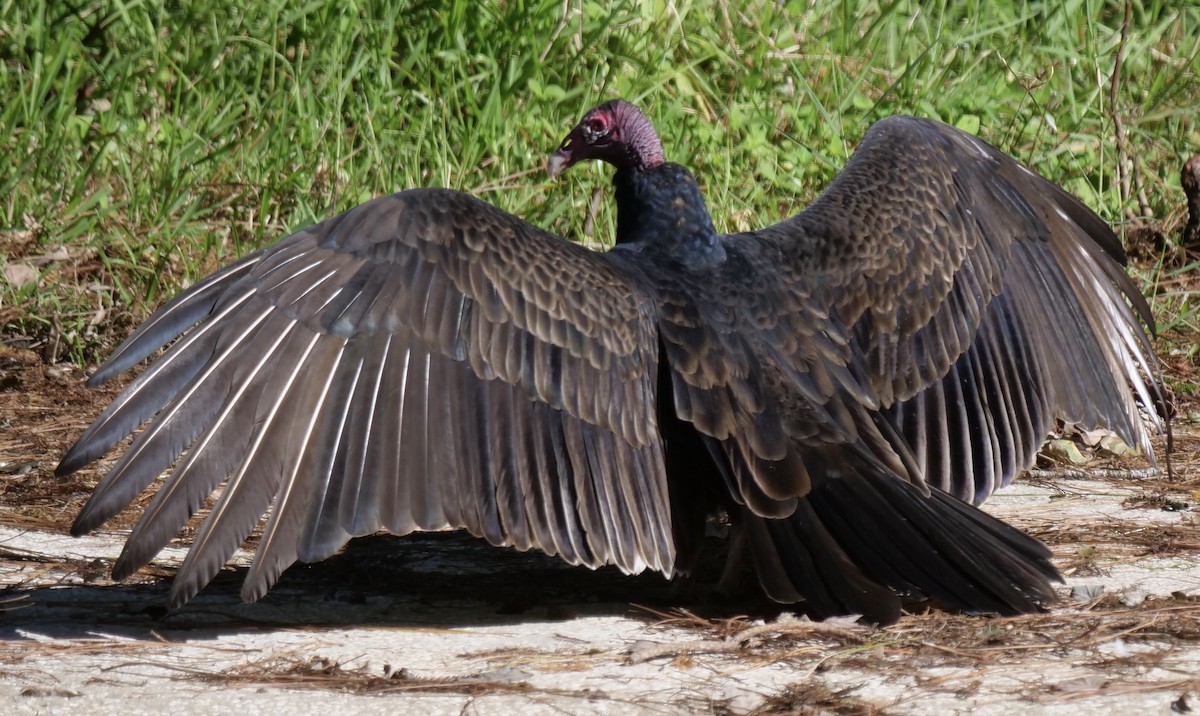 Turkey Vulture - ML504944741