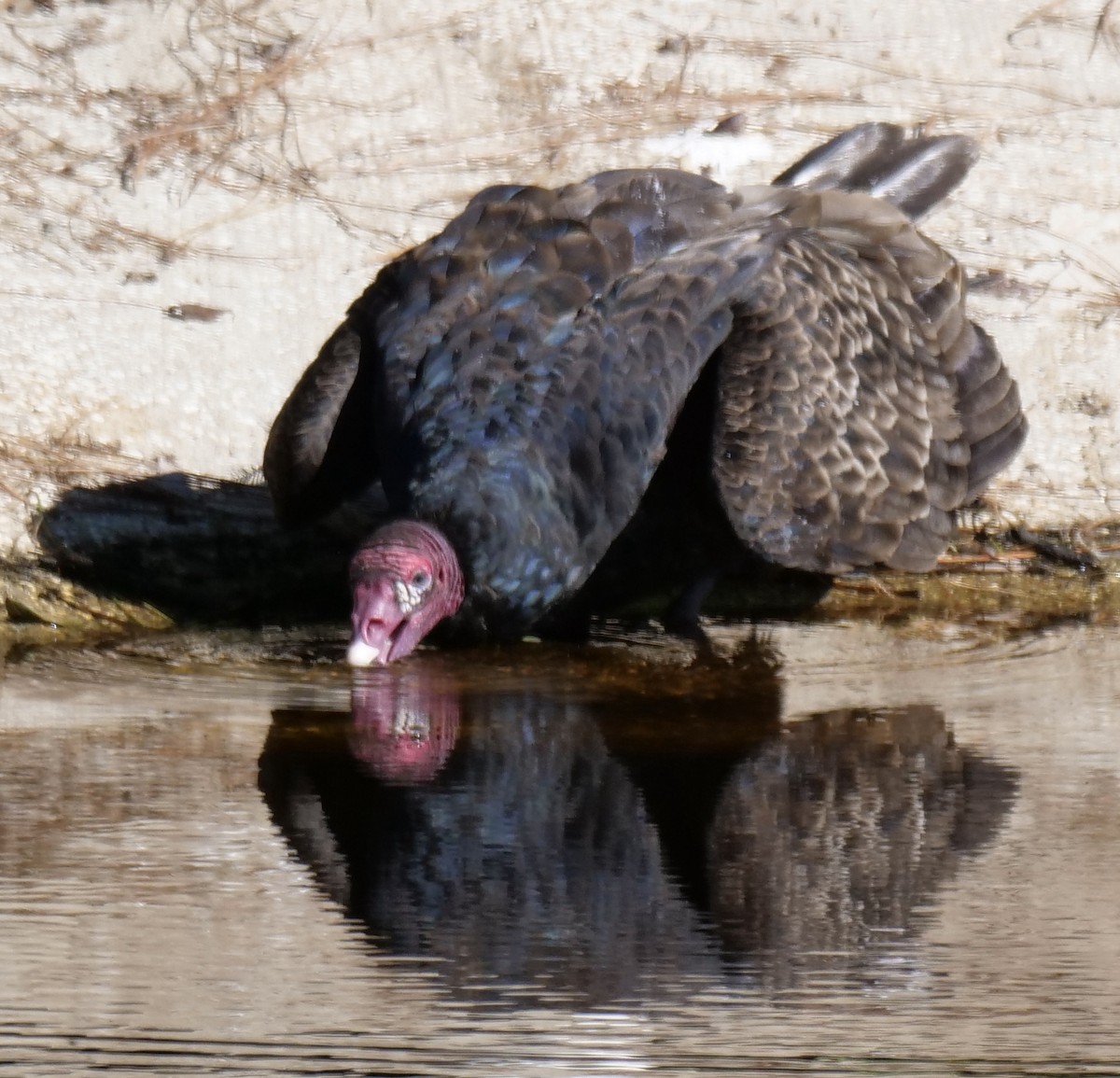 Turkey Vulture - ML504944751