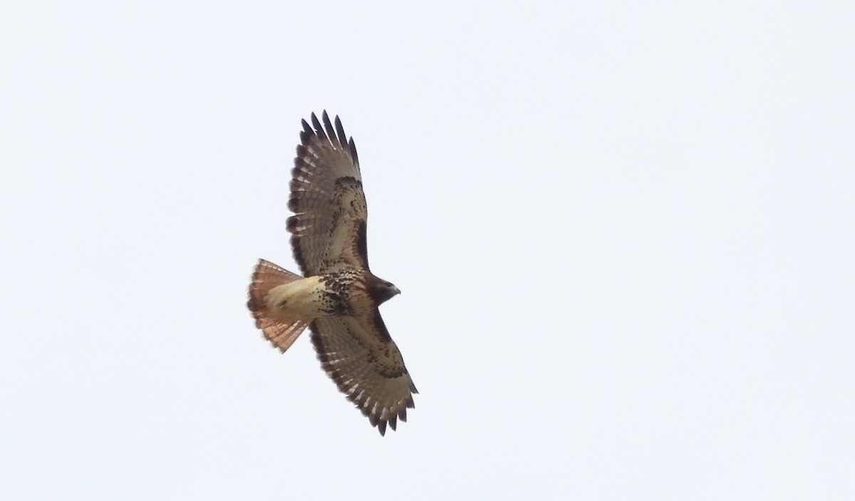 Red-tailed Hawk (abieticola) - ML504944861