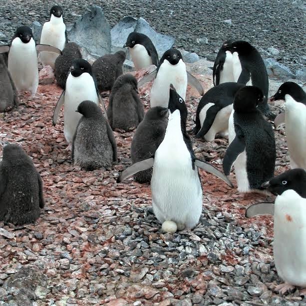 Adelie Penguin - ML504945021