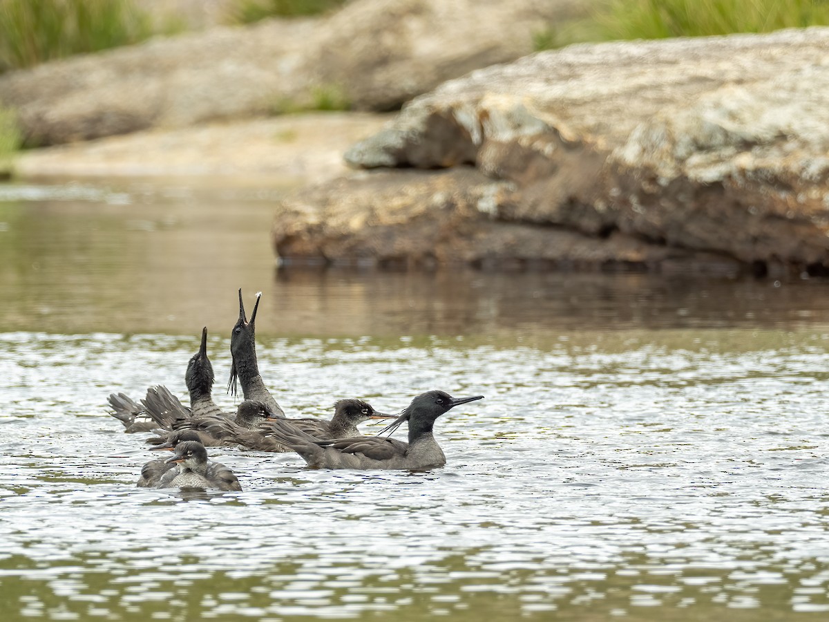 Brazilian Merganser - ML504946051