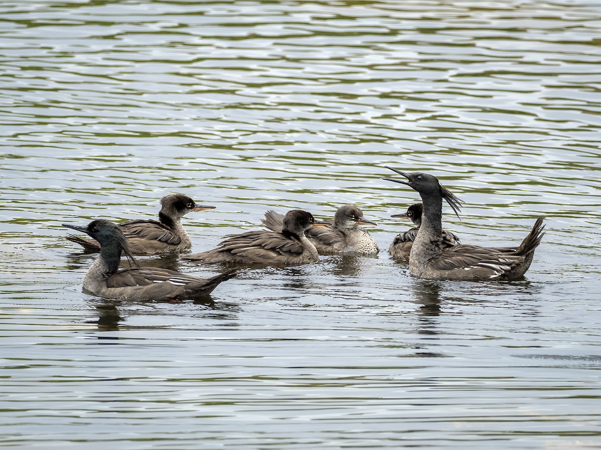 Brazilian Merganser - ML504946061