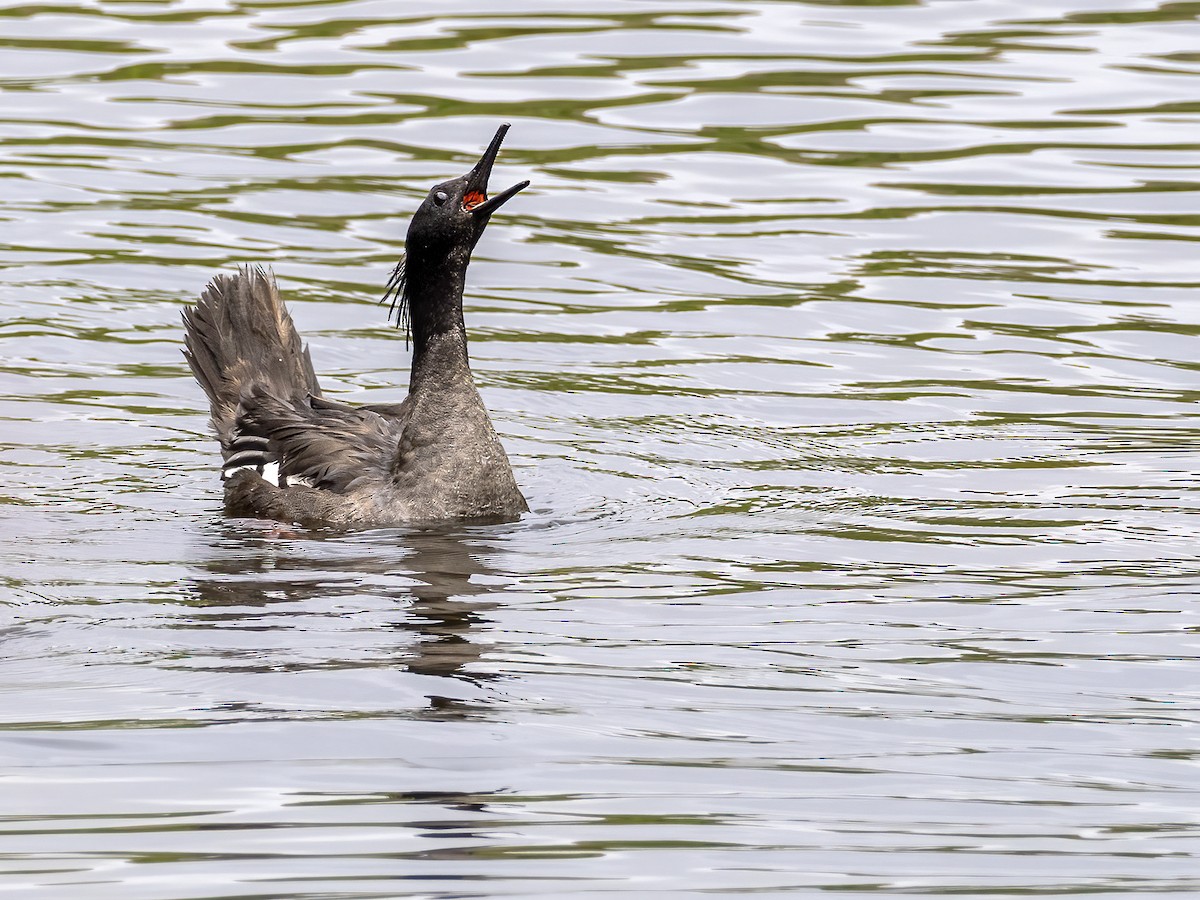 Brazilian Merganser - ML504946071