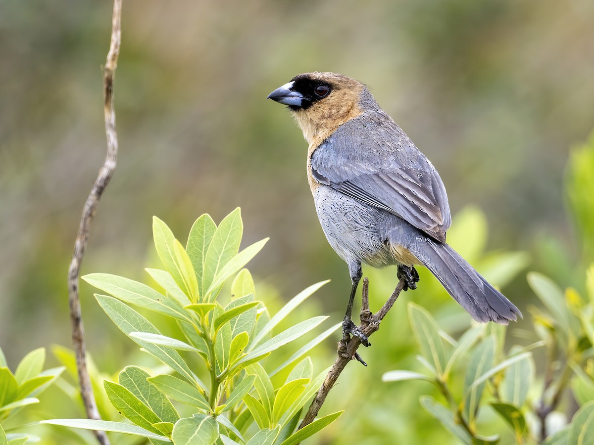 Cinnamon Tanager - Andres Vasquez Noboa