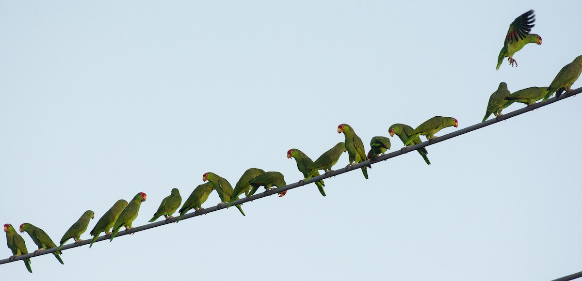 Red-crowned Parrot - ML504946561