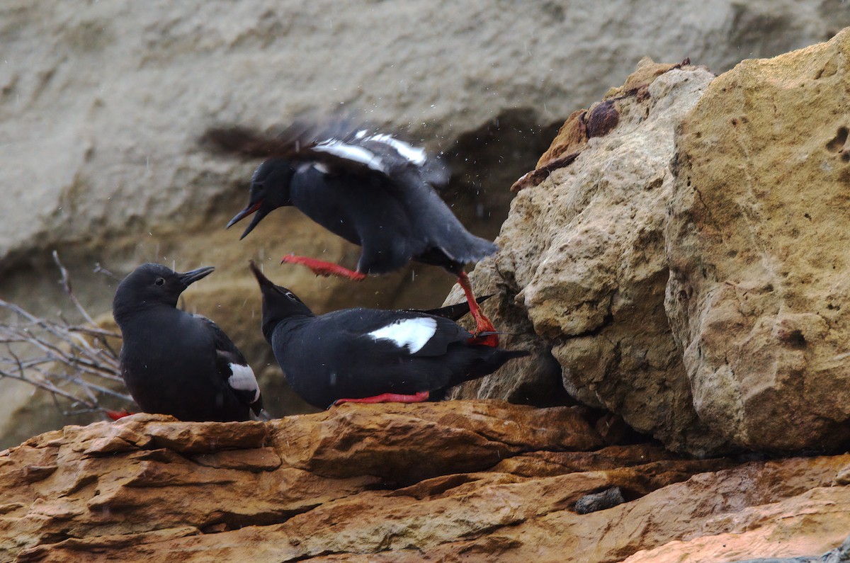 Pigeon Guillemot - ML504947311