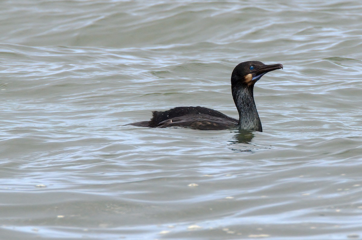 Brandt's Cormorant - ML504947481