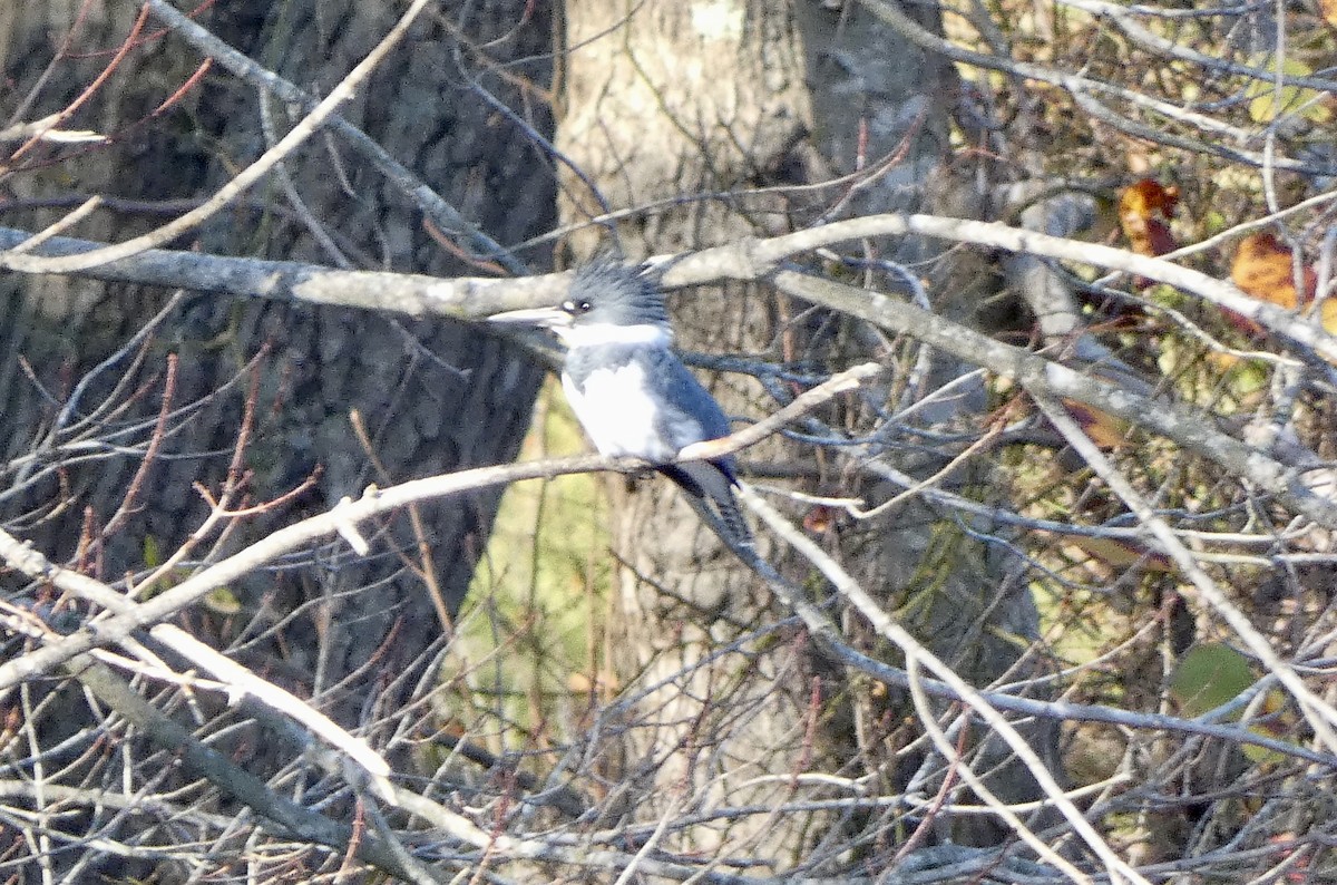 Belted Kingfisher - ML504948021